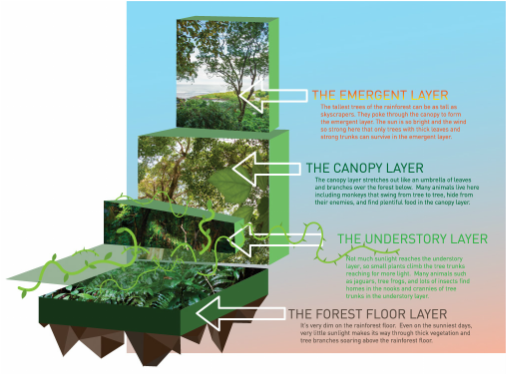 rainforest layers and animals that live there